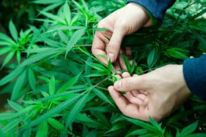 cannabis grows