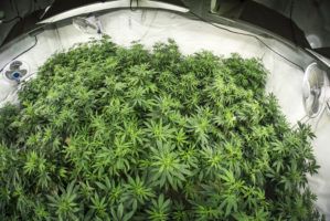 cannabis grow