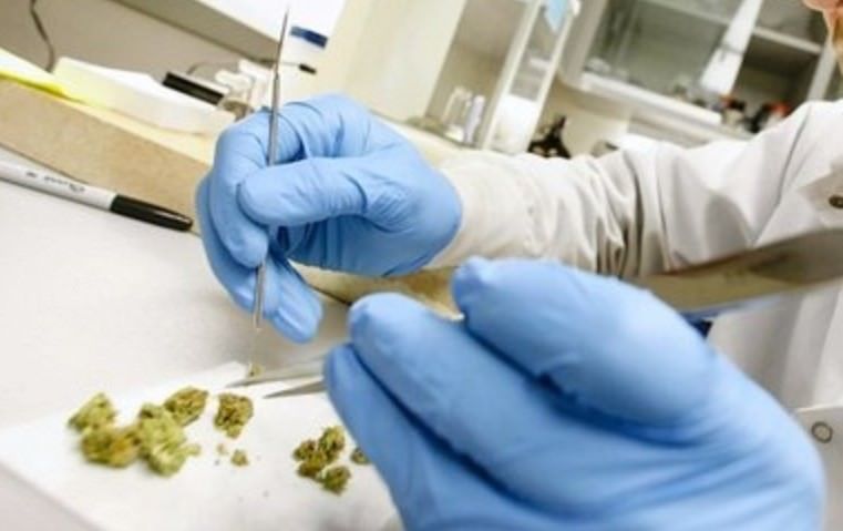 cannabis testing, Creating a better cannabis cultivation facility while strengthening relationships with third-party testing labs