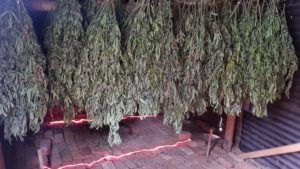 , Latin America Update: Marijuana business developments in Colombia