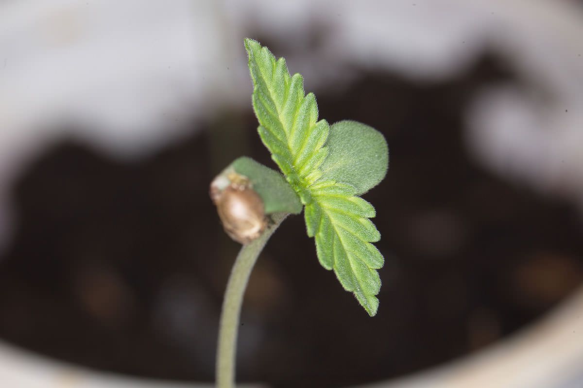 Image of a cannabis sprout