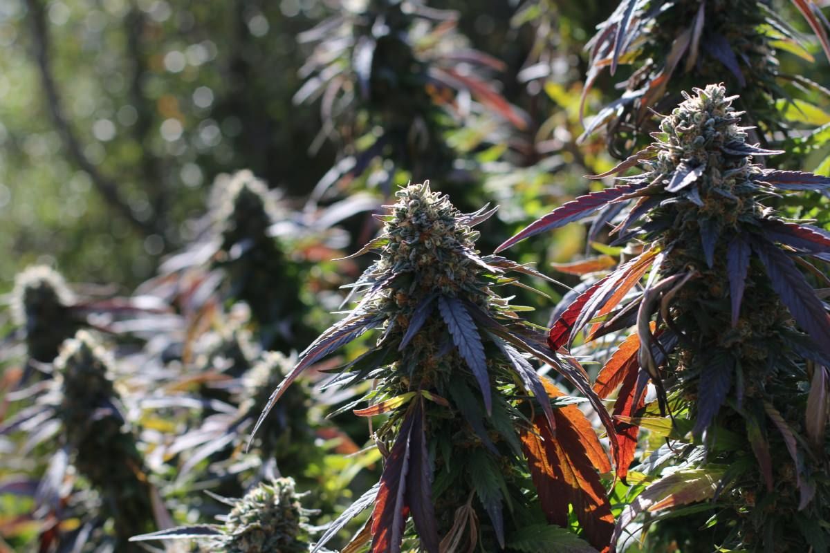 Growing Cannabis: How to Grow Marijuana