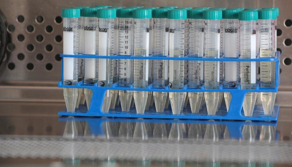 Chromatographic method measures cannabinoid and terpene levels simultaneously
