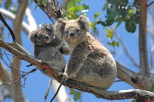 Australia koalas