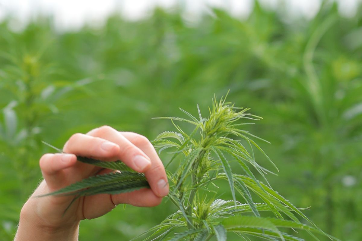 outdoor cannabis plant with cultivator