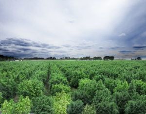 Image of a cannabis field