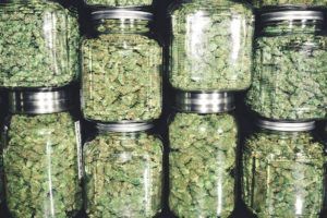 photo of Shelf-life stability: Here’s what cannabis-infused product makers need to know image