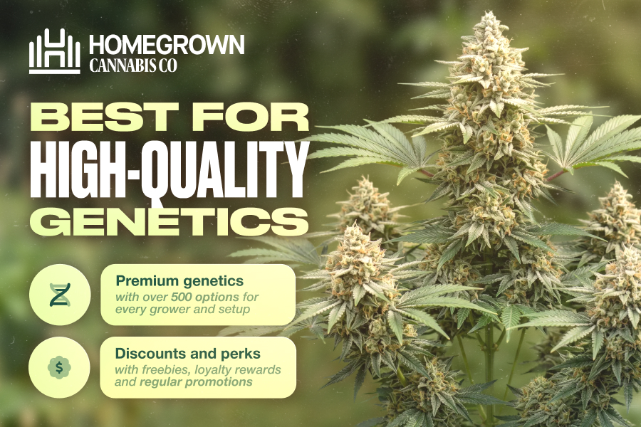 , Best Cannabis Seed Banks In The USA: Top 6 Picks For 2026