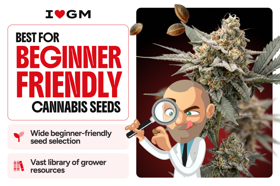 , Best Cannabis Seed Banks In The USA: Top 6 Picks For 2026