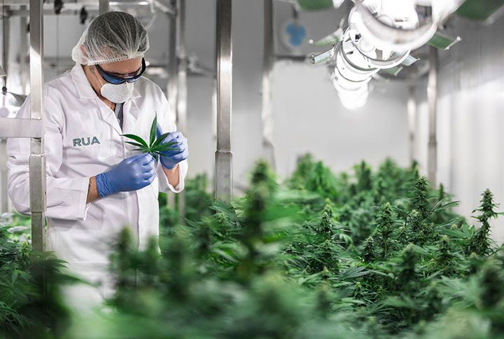 Image of a cannabis plant inspector