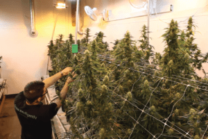 , Industry Snapshot: Growers & Automation