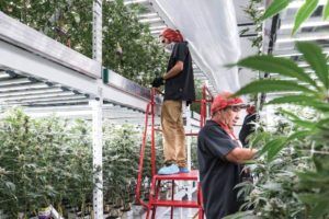 , Are LEDs Right for You?
