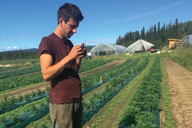 marijuana cultivation, Alaska grower relying on planning, lesser-known strain to cultivate cannabis in tough climate