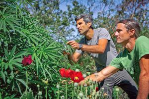 , Craft Cannabis: Small-Batch Business