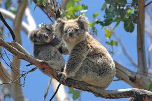 , Growing Momentum: Australia