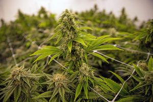 , Craft Cannabis: The Art of Cultivating