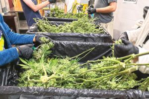 , Cannabis harvest tips on cutting, hanging and drying from cultivators