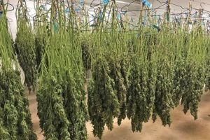 , Curing cannabis and trimming marijuana for a quality end product