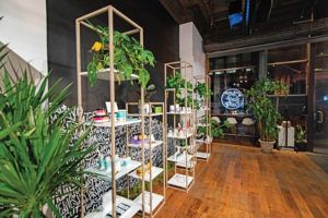 , CBD Chic