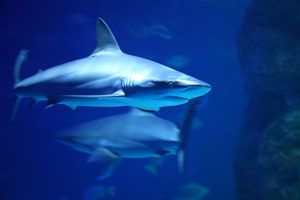 , Shark Bait