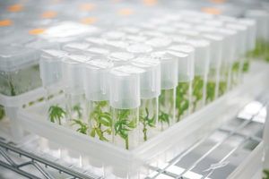 , Tissue Culture