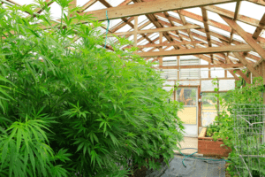 , Industry Snapshot: Greenhouses
