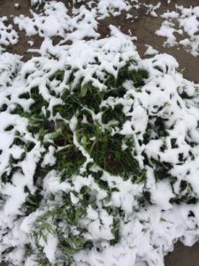 photo of Early freeze in Colorado could cost hemp growers millions in losses image