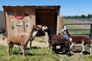 , Oregon MJ grower closes the loop