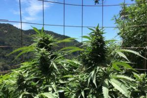 California outdoor cannabis growers, California outdoor marijuana cultivators to designate products by growing region