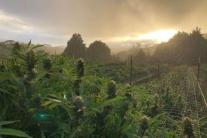 California outdoor cannabis growers, California outdoor marijuana cultivators to designate products by growing region