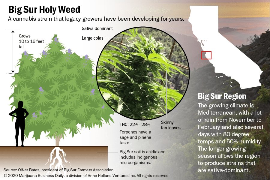 Graphic showing the details of Big Sur Holy Weed.