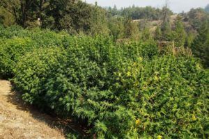 photo of Appellation program, cooperatives might give small California cannabis farmers a boost image