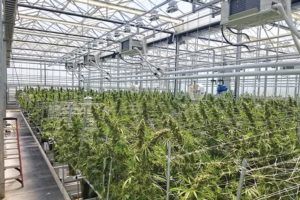 photo of Newly legal states offer marijuana growers fresh opportunities, but some greener  than others image