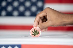 2020 marijuana election results, 2020 election updates, analysis &#038; highlights