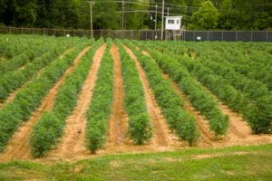 University of Mississippi marijuana research