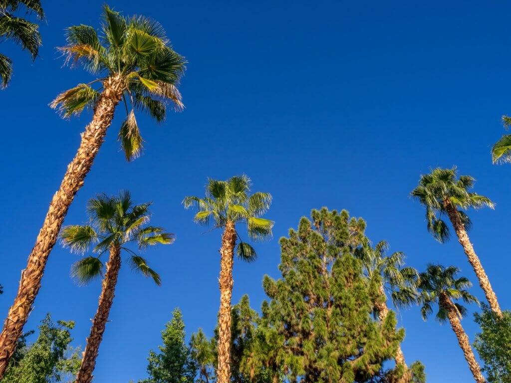 Image of California palm trees