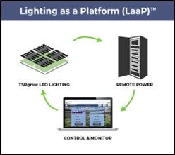 cannabis lighting systems