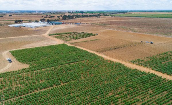 Flowr cannabis cultivation in Portugal