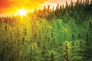cannabis carbon trading