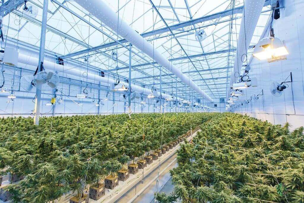 Image of a cannabis cultivation facility