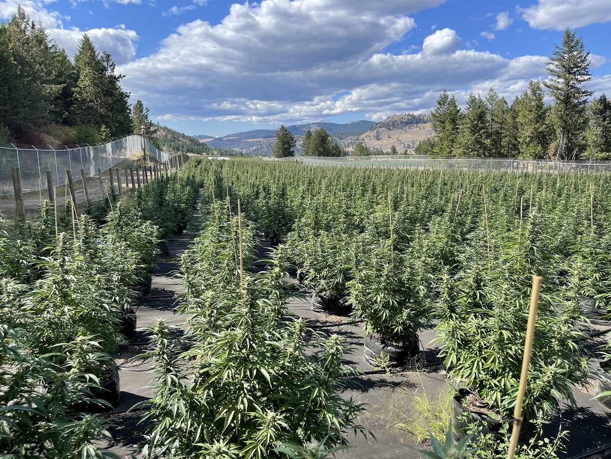 Image of SpeakEasy's outdoor grow