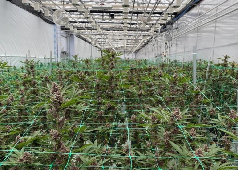 Image of a cannabis greenhouse