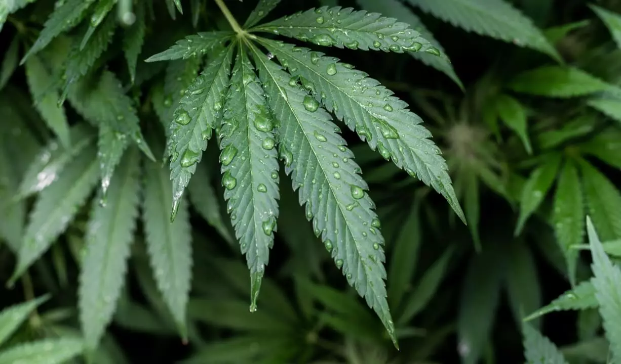 Image of water drops on a cannabis plant