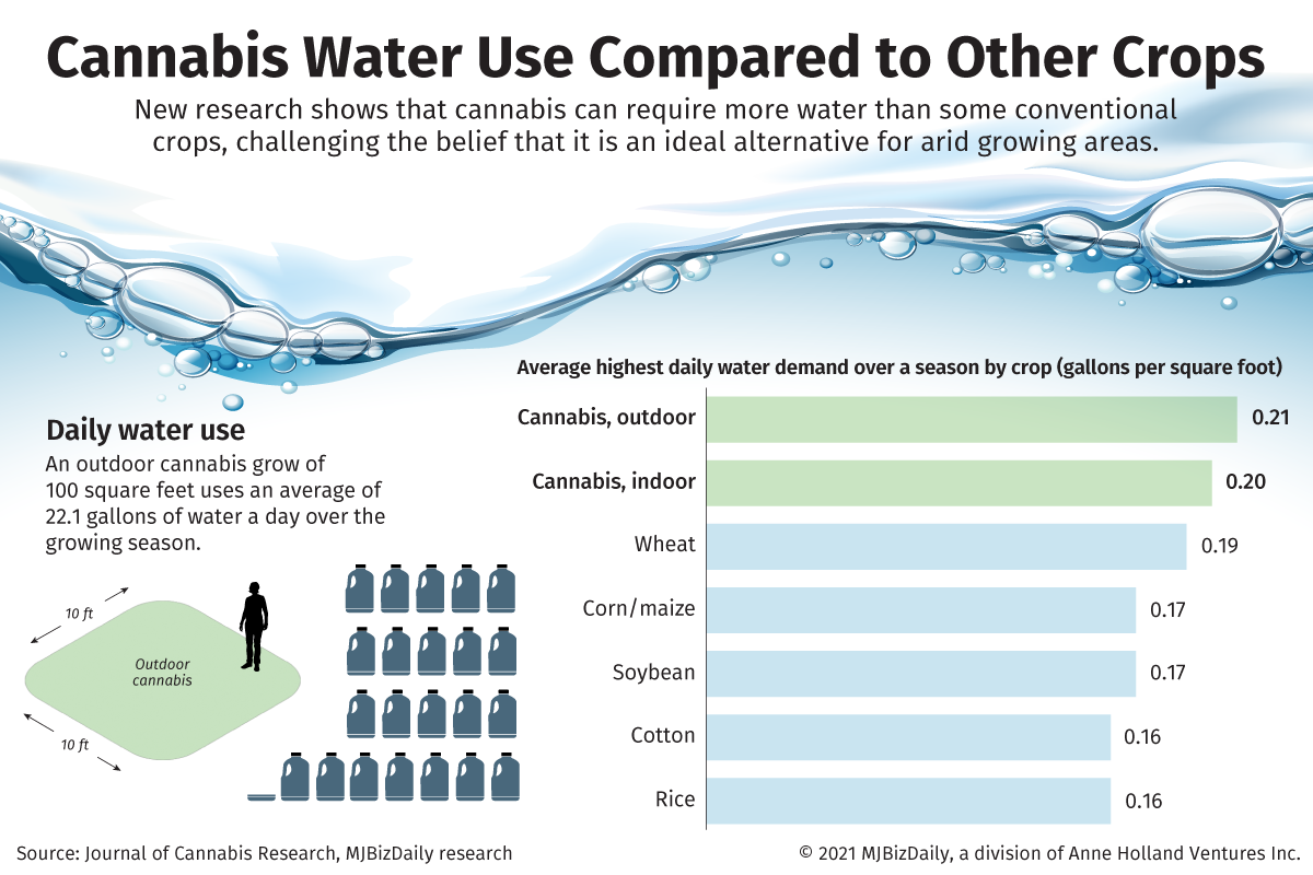 Stages of Growing Weed 101 - The Top Things You Need to Know