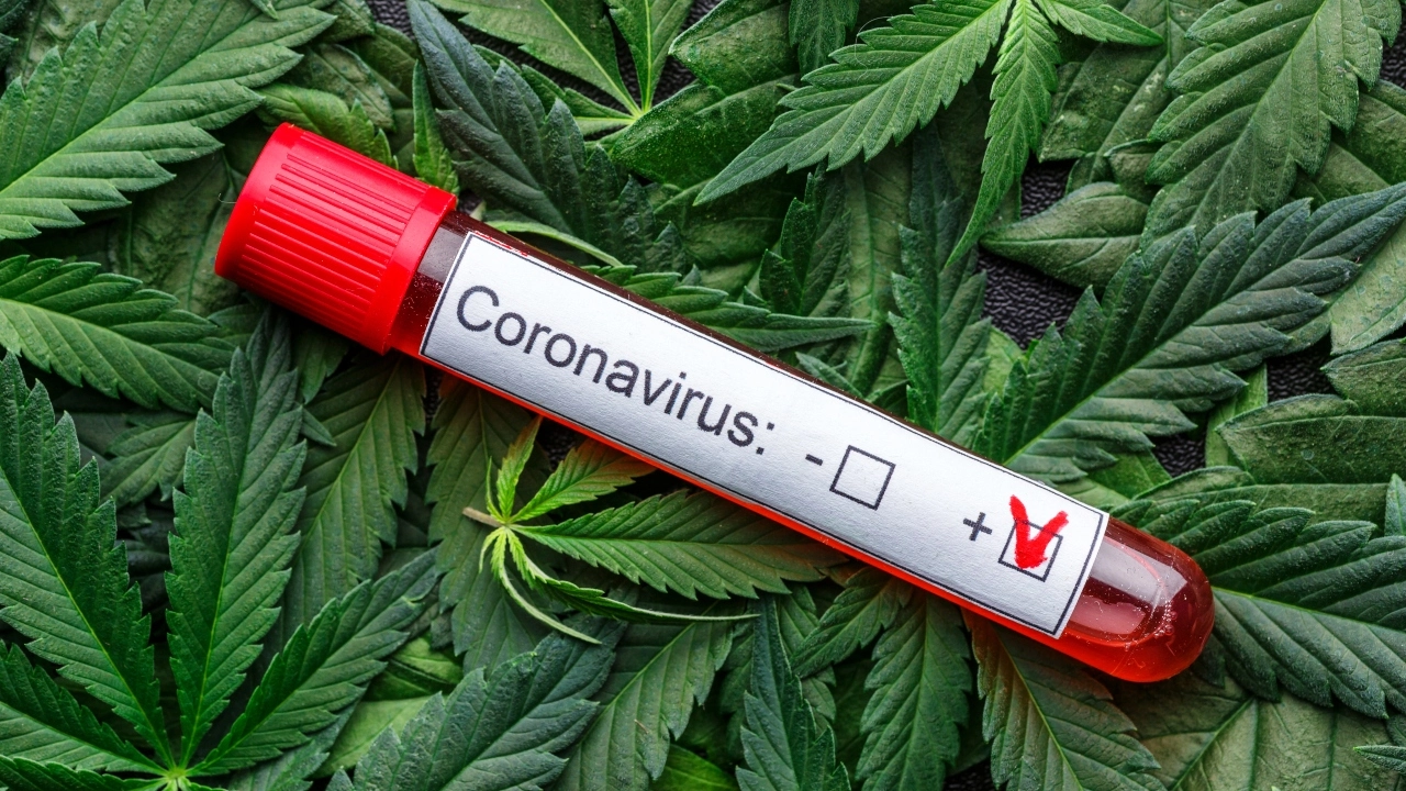 Image of COVID-19 positive blood in a vial sitting atop cannabis leaves