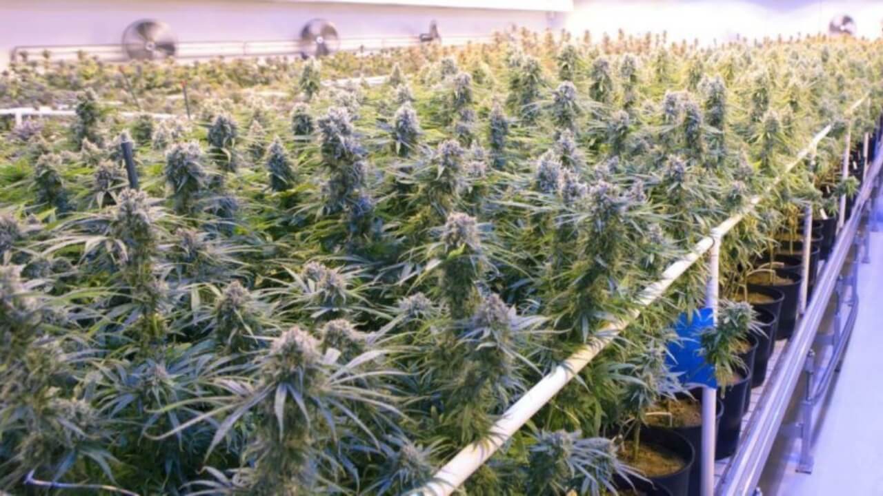Image of a Tilray grow room