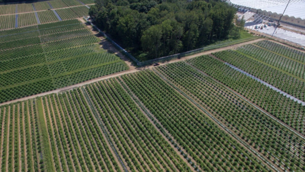 Image of an outdoor cannabis grow in Strathroy, Ontario