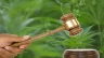 Image of a judge's gavel in front of cannabis leaves