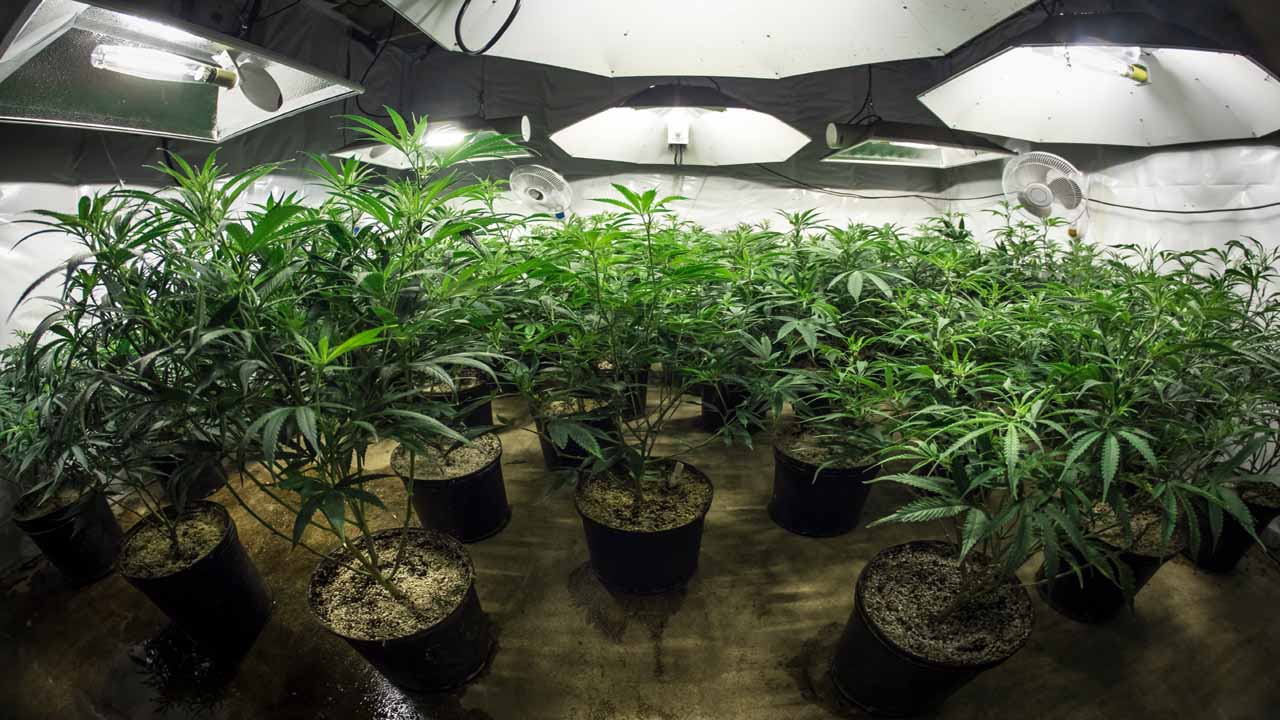 Grow room lighting, cultivation