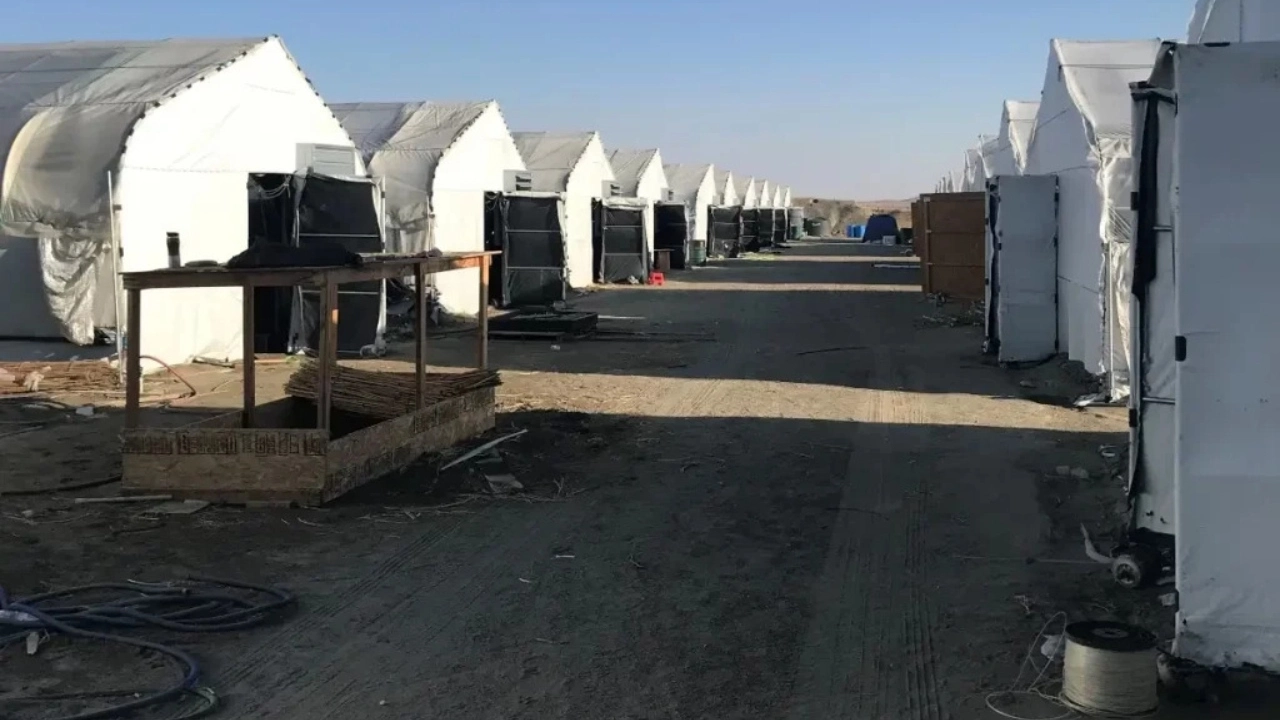 Image of an illegal cannabis grow in California